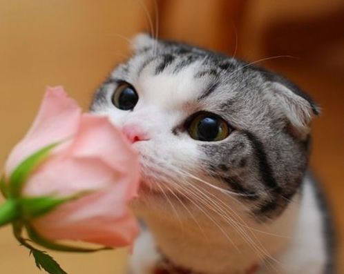 猫狗也爱花