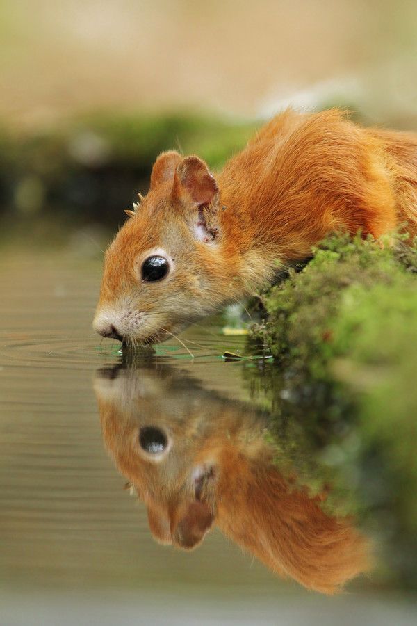 белочка