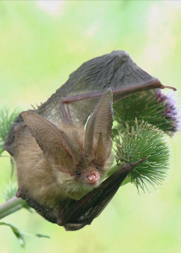 летучая мышь