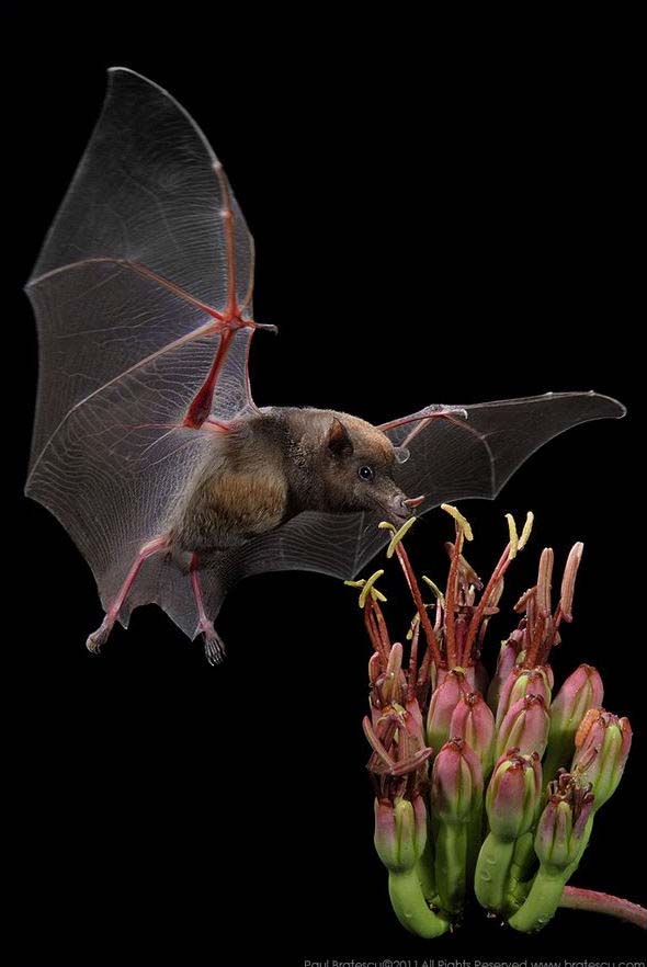 летучая мышь