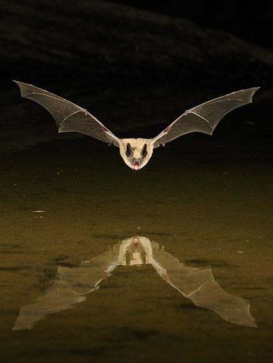 летучая мышь