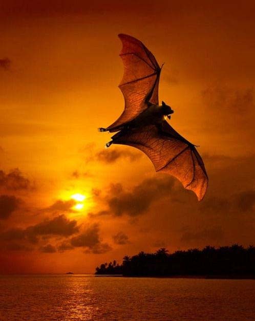 летучая мышь