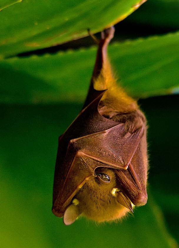 летучая мышь