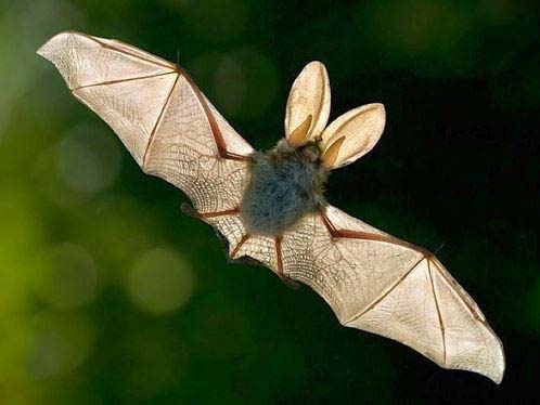 летучая мышь