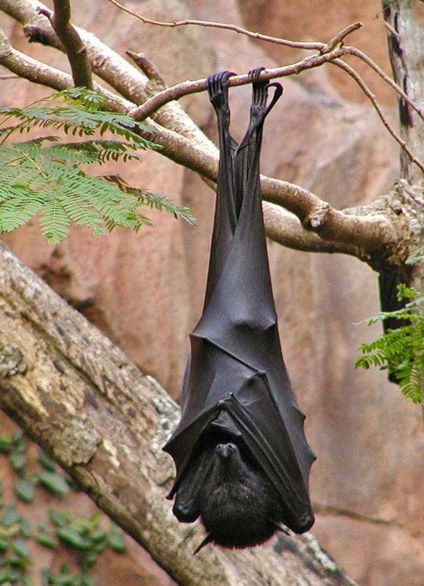 летучая мышь