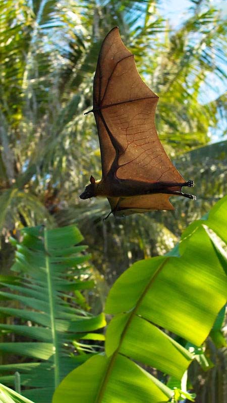 летучая мышь