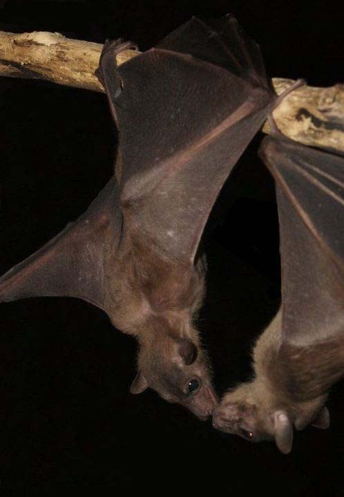 летучая мышь