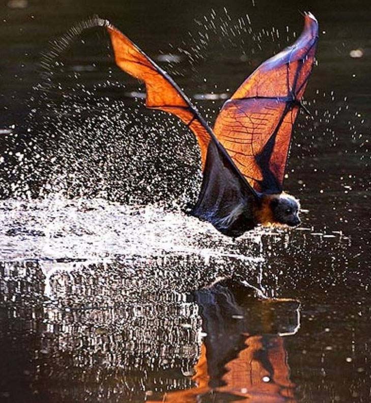 летучая мышь