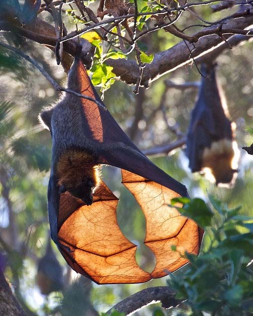 летучая мышь