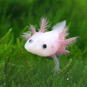 ������������� ����������