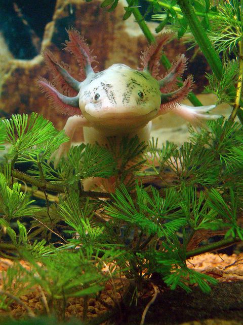 ������������� ����������