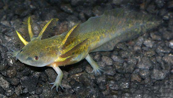 ������������� ����������