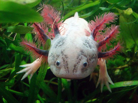 ������������� ����������