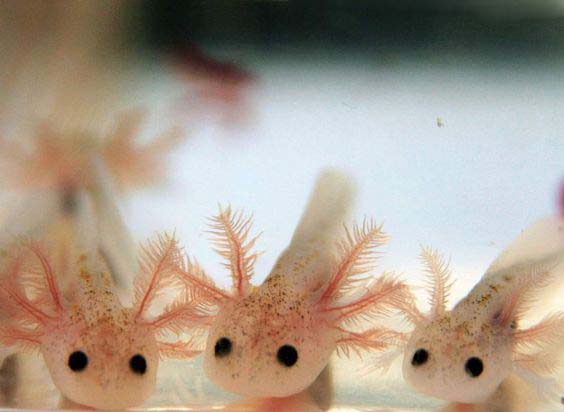 ������������� ����������