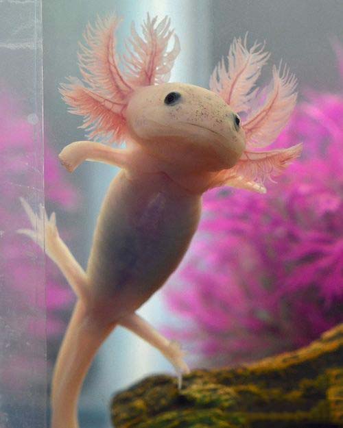 六角蝾螈 — 给面小站