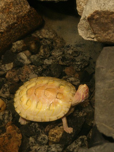 ��������� ��������