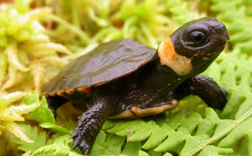 ��������� ��������