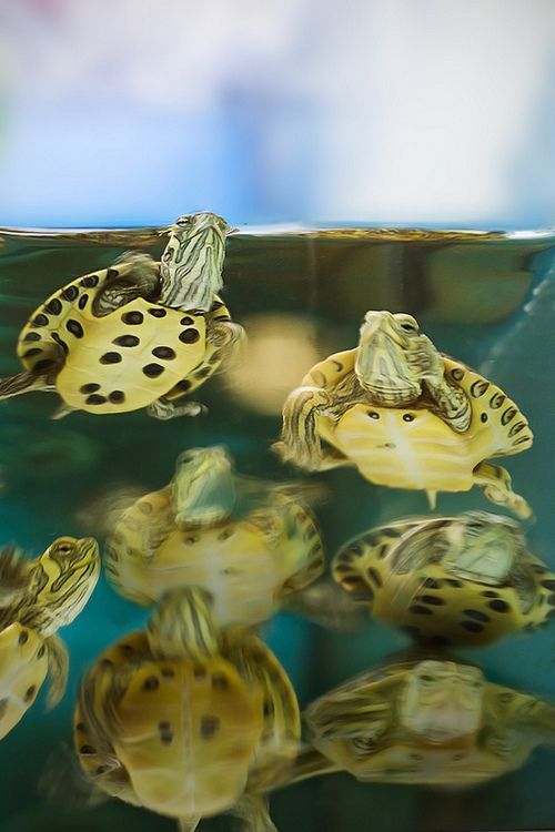 ��������� ��������