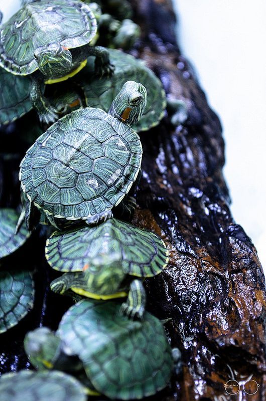 ��������� ��������