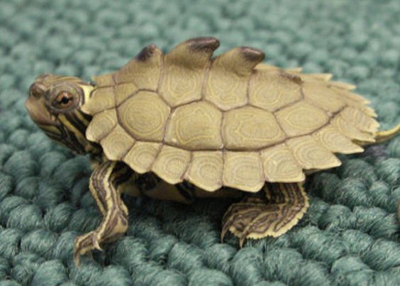 ��������� ��������