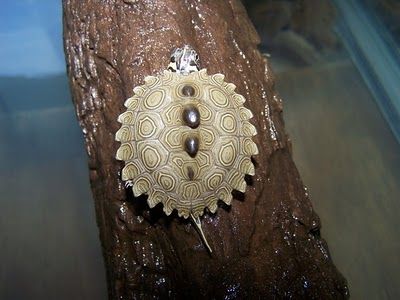 ��������� ��������