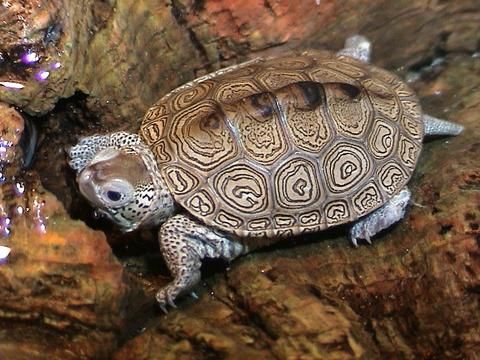 ��������� ��������