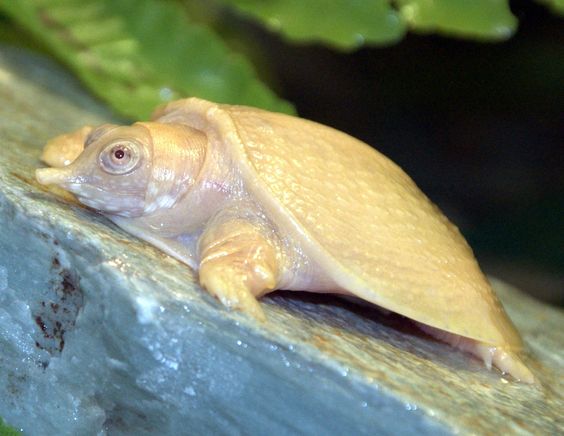 ��������� ��������