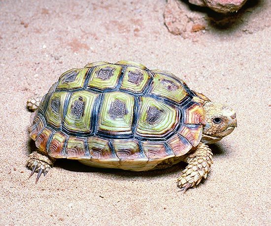 ��������� ��������