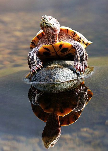 ��������� ��������