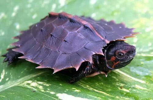 ��������� ��������