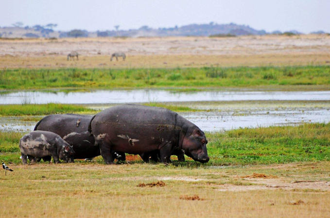 ����������