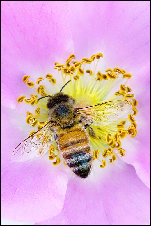 蜜蜂照