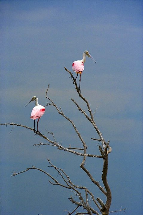 Фотографии Spoonbill