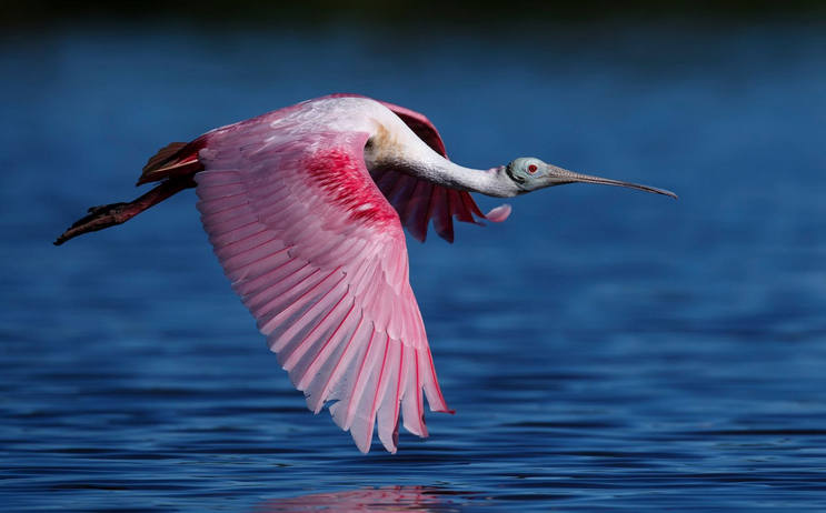 Фотографии Spoonbill