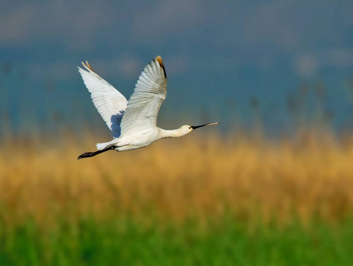 Фотографии Spoonbill