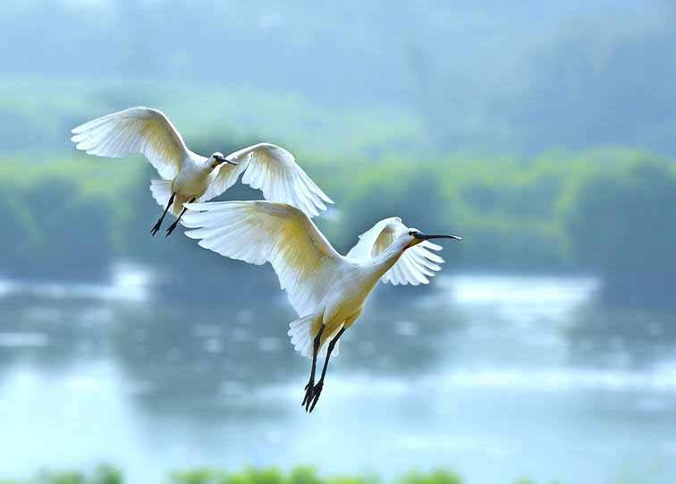 Фотографии Spoonbill