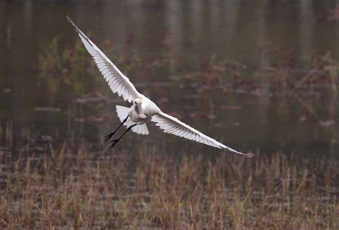 Фотографии Spoonbill