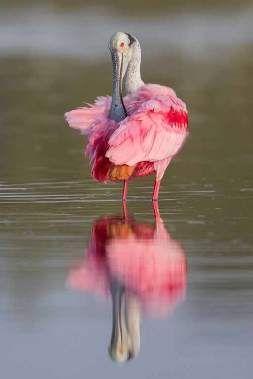 Фотографии Spoonbill
