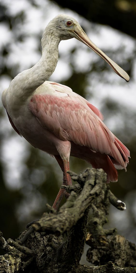 Фотографии Spoonbill