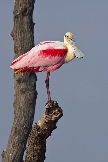Фотографии Spoonbill