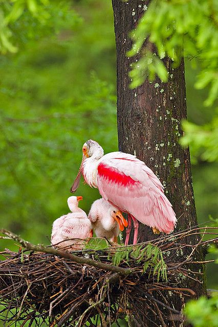 Фотографии Spoonbill