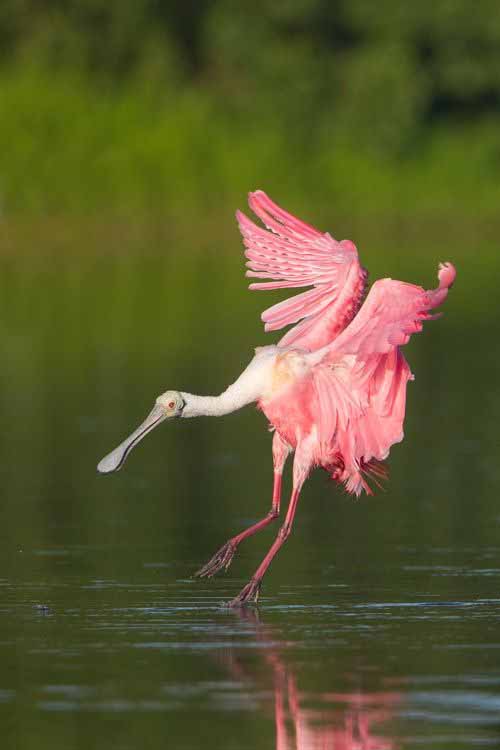 Фотографии Spoonbill