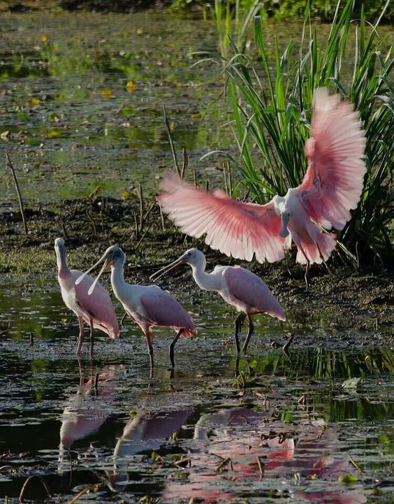Фотографии Spoonbill
