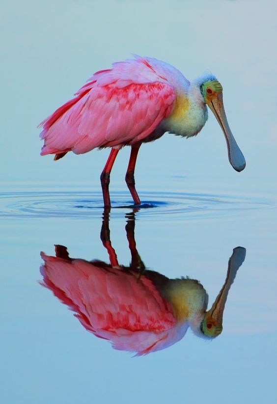 Фотографии Spoonbill