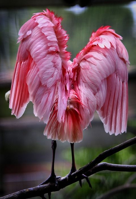 Фотографии Spoonbill