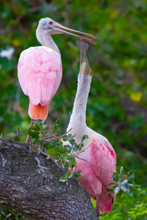 Фотографии Spoonbill