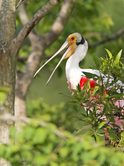 Фотографии Spoonbill