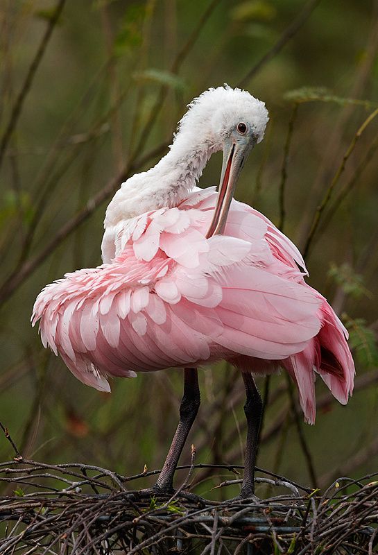 Фотографии Spoonbill