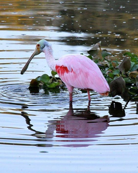 Фотографии Spoonbill