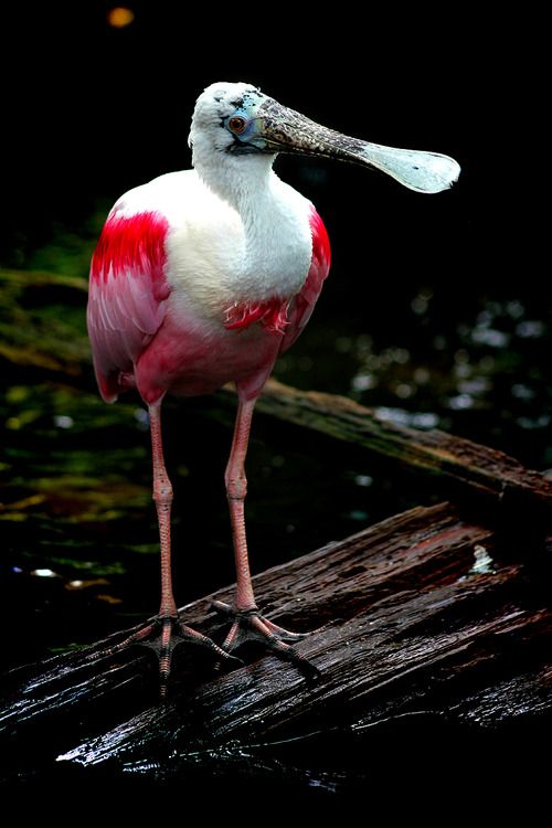 Фотографии Spoonbill